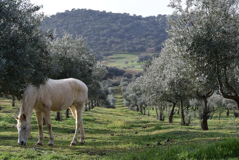 25 fincas en venta en Espiel