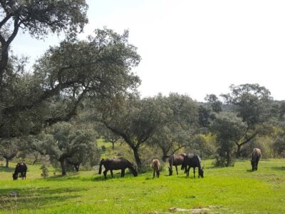 25 fincas en venta en Espiel