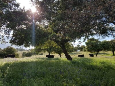 25 fincas en venta en Espiel