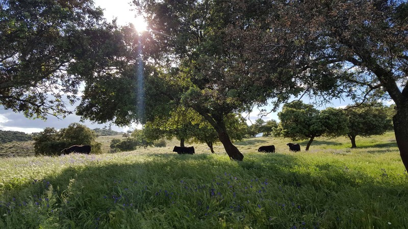 25 fincas en venta en Espiel