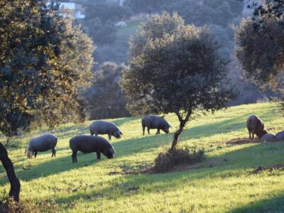 25 fincas en venta en Espiel