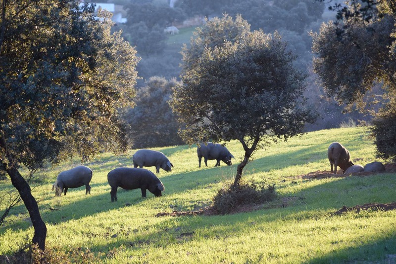 25 fincas en venta en Espiel