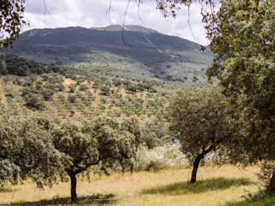 25 fincas en venta en Espiel