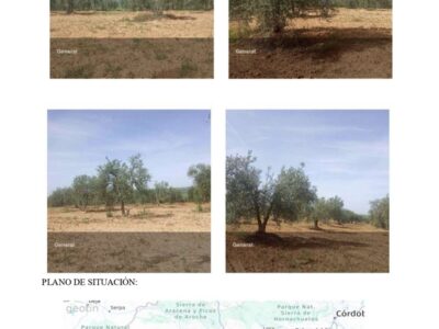 Finca rustica de olivar Pilas