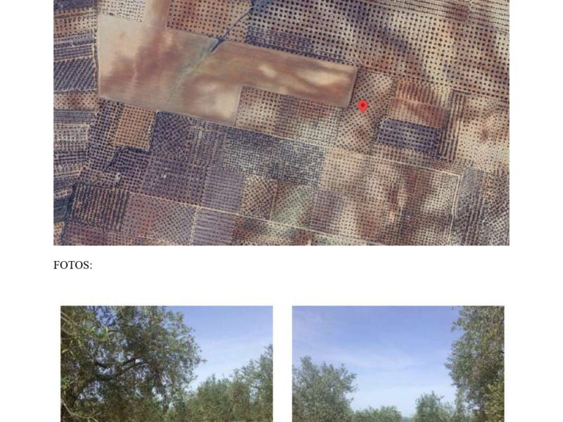 Finca rustica de olivar Pilas